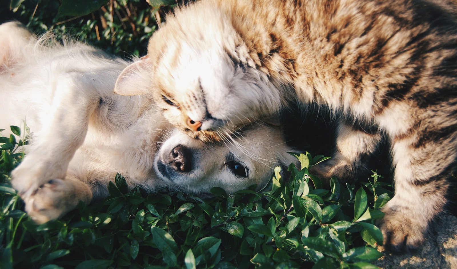 About Umbrella Therapy Marketplace